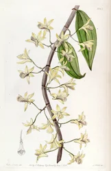 Dendrobium aphyllum（syn。Dendrobium macrostachyumとして）